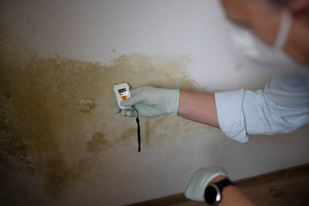 Why You Should Choose Our Mold Remediation Services in Neptune City, NJ